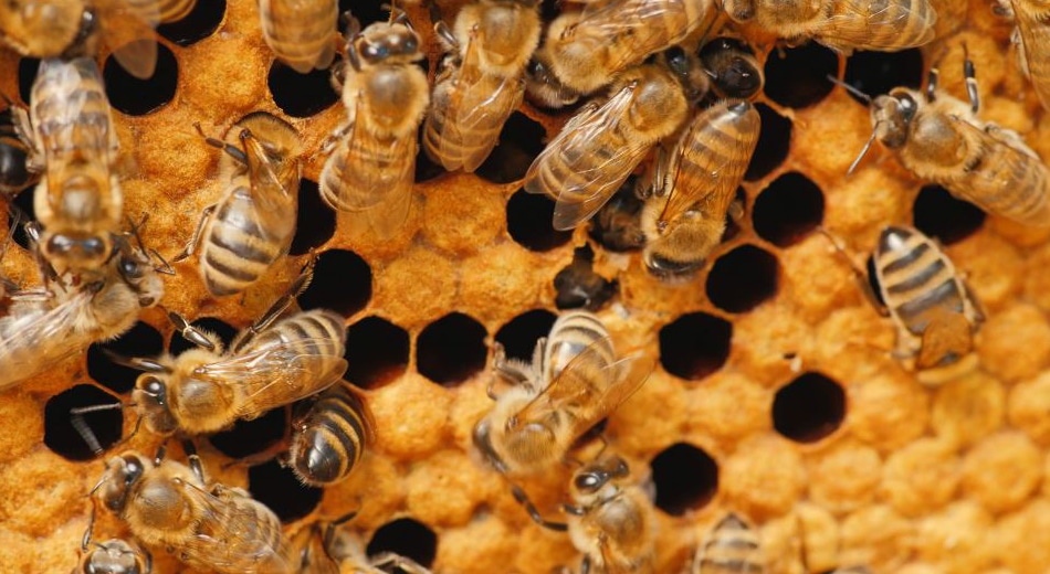 Photo générique d’abeilles
